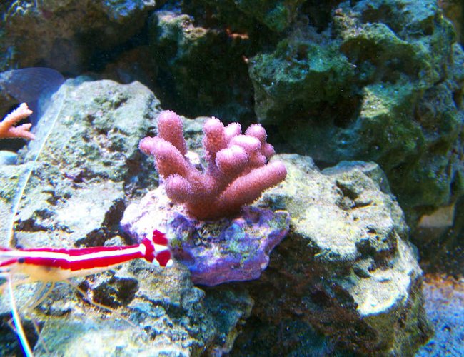 corals inverts - stylophora spp. - stylophora coral stocking in 75 gallons tank - Pink Stylophora corals inverts - stylophora spp. - stylophora coral stocking in 75 gallons tank - Pink Stylophora