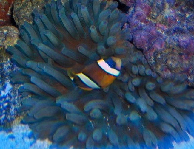 corals inverts - condylactis sp. - haitian reef anemone stocking in 125 gallons tank - clown sleeping at night corals inverts - condylactis sp. - haitian reef anemone stocking in 125 gallons tank - clown sleeping at night
