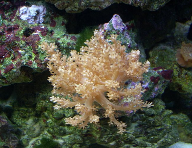 corals inverts - stereonepthya sp. - lemon tree coral stocking in 55 gallons tank - Coral corals inverts - stereonepthya sp. - lemon tree coral stocking in 55 gallons tank - Coral