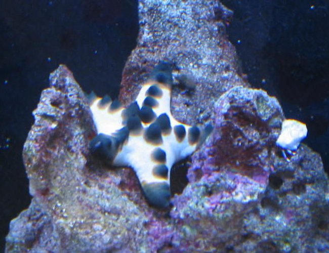 corals inverts - protoreastor nodosus - chocolate chip starfish stocking in 55 gallons tank - Chocolate Chip Star fish corals inverts - protoreastor nodosus - chocolate chip starfish stocking in 55 gallons tank - Chocolate Chip Star fish