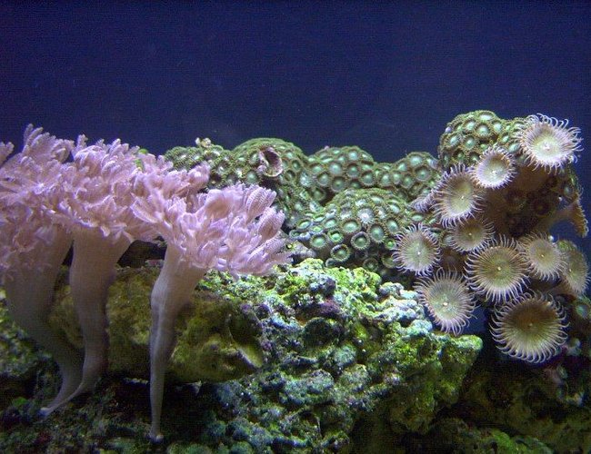 corals inverts - xenia sp. - white pom pom xenia, red sea stocking in 14 gallons tank - Xenia's and other zoo's corals inverts - xenia sp. - white pom pom xenia, red sea stocking in 14 gallons tank - Xenia's and other zoo's