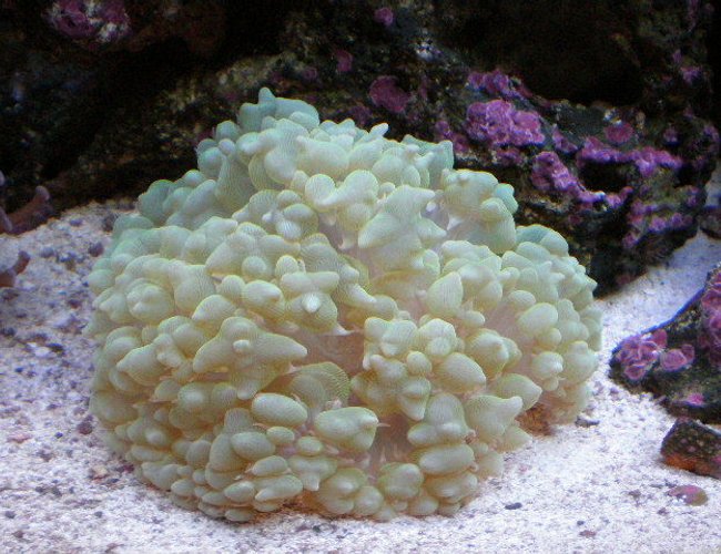 corals inverts - physogyra sp. - bubble coral, pearl stocking in 20 gallons tank - after 7 months corals inverts - physogyra sp. - bubble coral, pearl stocking in 20 gallons tank - after 7 months