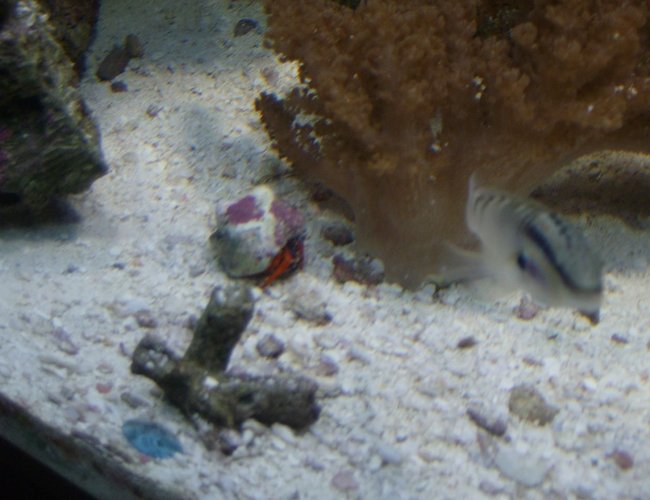 corals inverts - paguristes cadenati - scarlet reef hermit crab stocking in 90 gallons tank - a hermit crab corals inverts - paguristes cadenati - scarlet reef hermit crab stocking in 90 gallons tank - a hermit crab