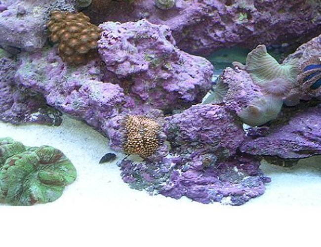 corals inverts - ricordea florida - ricordea mushroom stocking in 90 gallons tank - This is a picture of my ricordia that i got for five dollars off of someone that didnt know much about the hobby. I got it the size of a dime and it is now almost 2 inches in length and it has given me two other ricordias! Theres also some mushrooms that are spreading everywhere, A piece of my 2 brains and some polyps. corals inverts - ricordea florida - ricordea mushroom stocking in 90 gallons tank - This is a picture of my ricordia that i got for five dollars off of someone that didnt know much about the hobby. I got it the size of a dime and it is now almost 2 inches in length and it has given me two other ricordias! Theres also some mushrooms that are spreading everywhere, A piece of my 2 brains and some polyps.