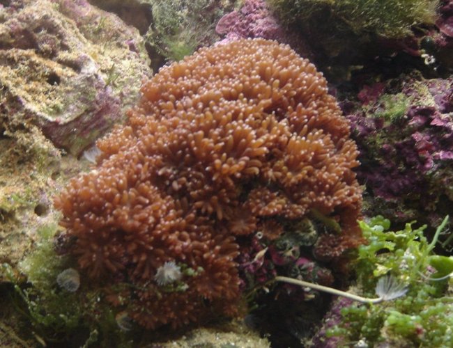 corals inverts - galaxea spp. - tooth coral stocking in 29 gallons tank - Galaxy corals inverts - galaxea spp. - tooth coral stocking in 29 gallons tank - Galaxy