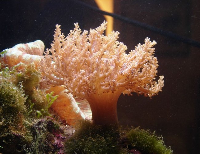 corals inverts - capnella sp. - taro tree coral stocking in 29 gallons tank - Kenya Tree corals inverts - capnella sp. - taro tree coral stocking in 29 gallons tank - Kenya Tree