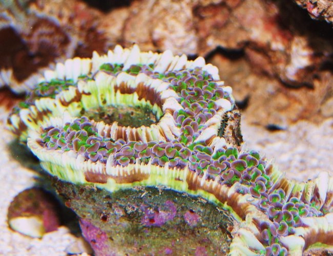 corals inverts - euphyllia ancora - hammer / anchor coral stocking in 55 gallons tank - Hammer Coral corals inverts - euphyllia ancora - hammer / anchor coral stocking in 55 gallons tank - Hammer Coral