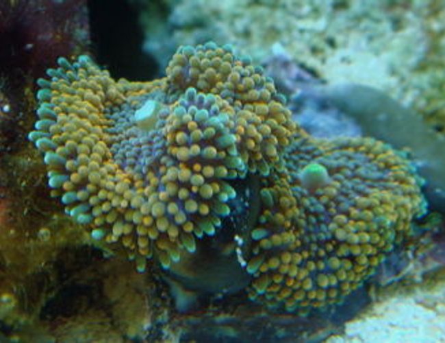 corals inverts - ricordea florida - ricordea mushroom stocking in 999 gallons tank - ricordea florida corals inverts - ricordea florida - ricordea mushroom stocking in 999 gallons tank - ricordea florida