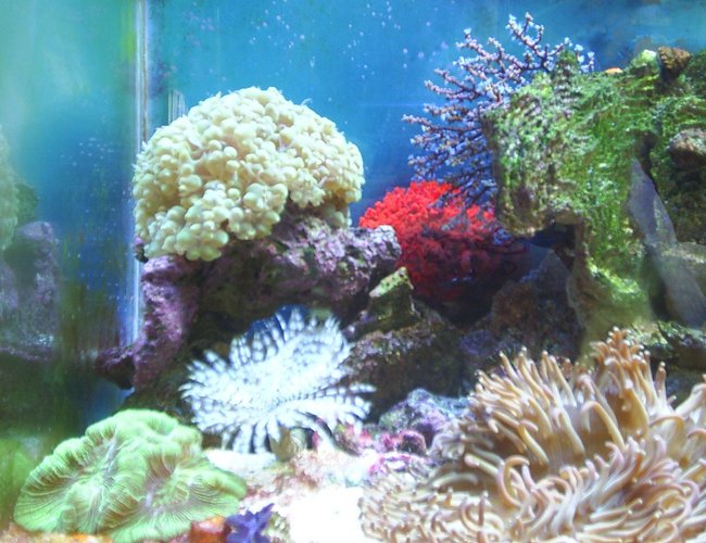 corals inverts - physogyra sp. - bubble coral, pearl stocking in 30 gallons tank - Bubble Coral
Blue Berry Fan
Red Sponge
Feather Duster
Brain Coral
Long Tentacle Anemone corals inverts - physogyra sp. - bubble coral, pearl stocking in 30 gallons tank - Bubble Coral
Blue Berry Fan
Red Sponge
Feather Duster
Brain Coral
Long Tentacle Anemone