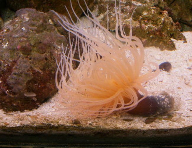 corals inverts - cerianthus membranacea - tube anemone stocking in 72 gallons tank - Pink Tube Anemone corals inverts - cerianthus membranacea - tube anemone stocking in 72 gallons tank - Pink Tube Anemone