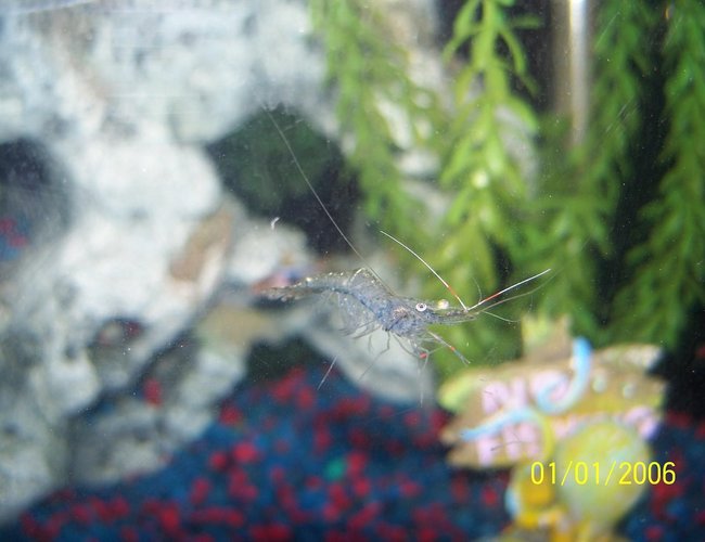 corals inverts - paleomonetes sp. - ghost shrimp stocking in 30 gallons tank - ghost shrimp corals inverts - paleomonetes sp. - ghost shrimp stocking in 30 gallons tank - ghost shrimp