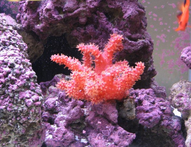 corals inverts - nephthyigorgia sp. - chili cactus coral stocking in 125 gallons tank - Chili Coral corals inverts - nephthyigorgia sp. - chili cactus coral stocking in 125 gallons tank - Chili Coral