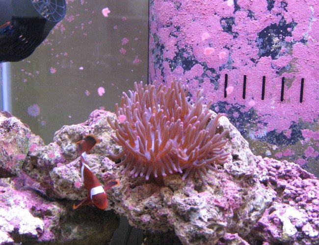 corals inverts - entacmaea quadricolor - rose anemone stocking in 125 gallons tank - Bubble Tip and Maroon Clown corals inverts - entacmaea quadricolor - rose anemone stocking in 125 gallons tank - Bubble Tip and Maroon Clown