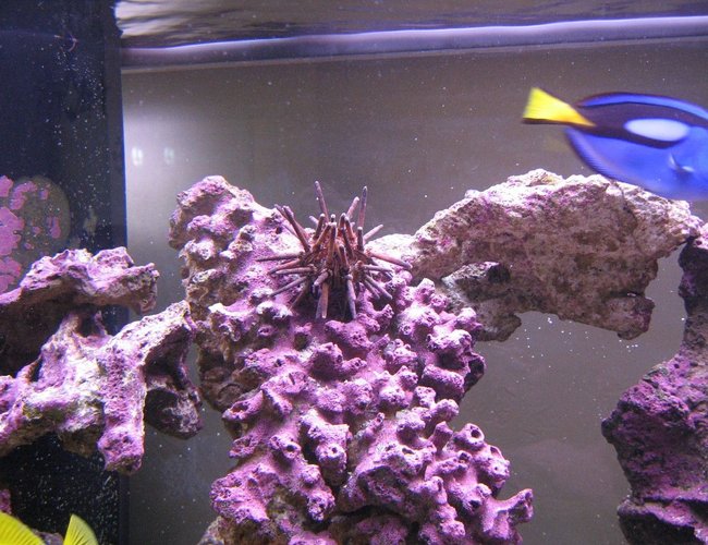 corals inverts - eucidaris tribuloides - pencil urchin stocking in 125 gallons tank - Pencil Urchin corals inverts - eucidaris tribuloides - pencil urchin stocking in 125 gallons tank - Pencil Urchin
