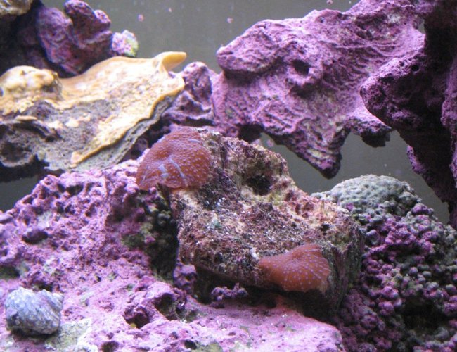 corals inverts - actinodiscus sp. - red mushroom stocking in 125 gallons tank - Shrooms corals inverts - actinodiscus sp. - red mushroom stocking in 125 gallons tank - Shrooms