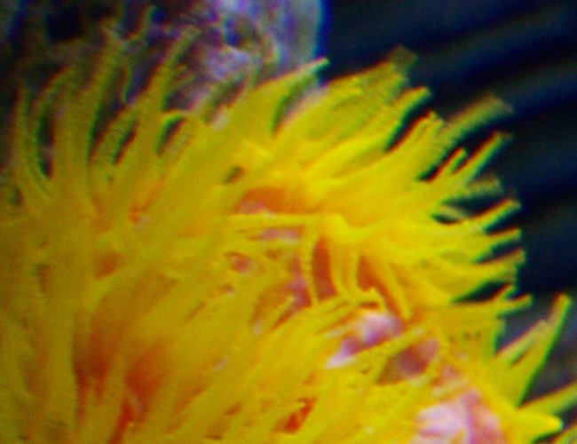 corals inverts - tubastrea faulkneri - orange sun coral stocking in 38 gallons tank - Tubastrea faulkeri corals inverts - tubastrea faulkneri - orange sun coral stocking in 38 gallons tank - Tubastrea faulkeri