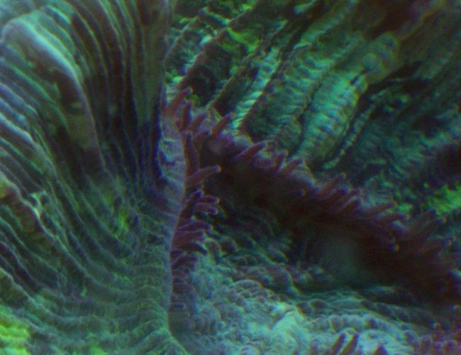 corals inverts - trachyphyllia geoffroyi - brain coral, trachyphyllia stocking in 38 gallons tank - Trachyphilia Geoffery corals inverts - trachyphyllia geoffroyi - brain coral, trachyphyllia stocking in 38 gallons tank - Trachyphilia Geoffery