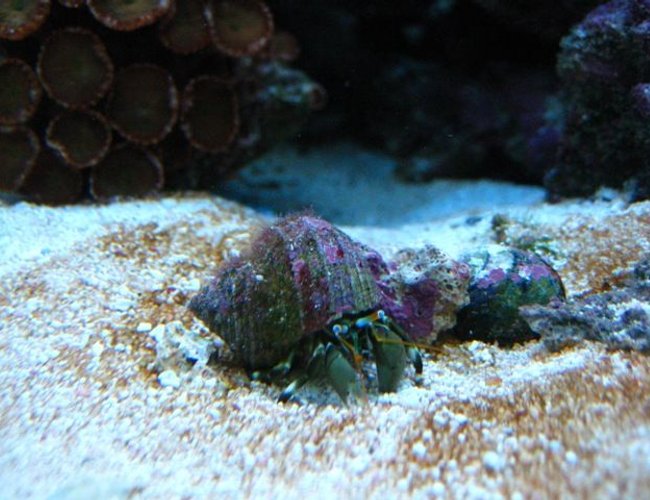 corals inverts - calcinus laevimanus - dwarf zebra hermit crab stocking in 46 gallons tank - Hermit crab grazing in the sand. corals inverts - calcinus laevimanus - dwarf zebra hermit crab stocking in 46 gallons tank - Hermit crab grazing in the sand.