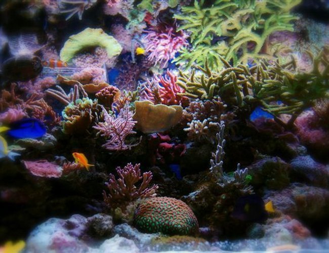 corals inverts - seriatopora stellata - pink thick branch birdsnest coral stocking in 540 gallons tank - nr5 corals inverts - seriatopora stellata - pink thick branch birdsnest coral stocking in 540 gallons tank - nr5