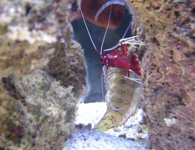 corals inverts - lysmata debelius - blood red fire shrimp stocking in 125 gallons tank - blood red cleaning blennie corals inverts - lysmata debelius - blood red fire shrimp stocking in 125 gallons tank - blood red cleaning blennie