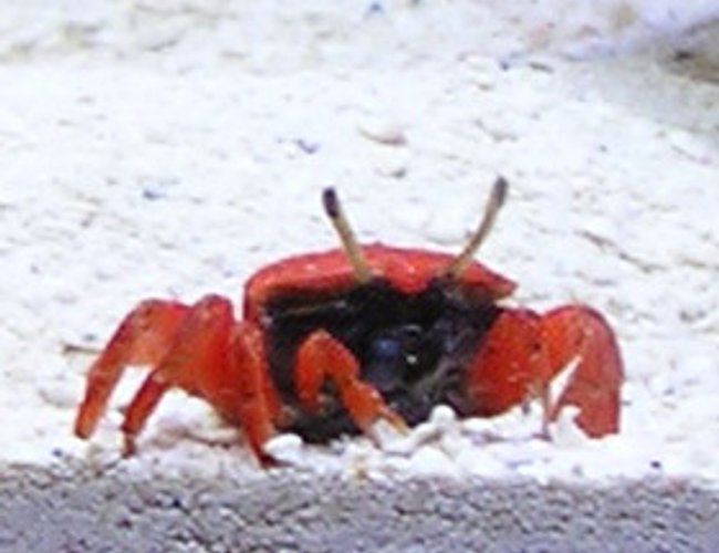 corals inverts - calcinus laevimanus - dwarf zebra hermit crab stocking in 10 gallons tank - Saltwater hermit crabs are awesome. Unfortunately, she didn't survive. I still don't know if they can survive in a full tank. corals inverts - calcinus laevimanus - dwarf zebra hermit crab stocking in 10 gallons tank - Saltwater hermit crabs are awesome. Unfortunately, she didn't survive. I still don't know if they can survive in a full tank.