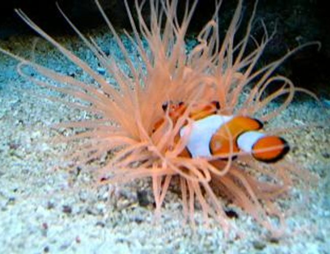 corals inverts - cerianthus membranacea - tube anemone stocking in 120 gallons tank - NO NEMMOOOO !!!! corals inverts - cerianthus membranacea - tube anemone stocking in 120 gallons tank - NO NEMMOOOO !!!!