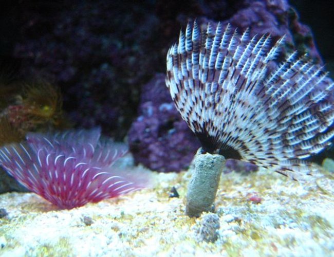 corals inverts - bispira sp. - dwarf colored feather duster stocking in 46 gallons tank - 2 Dwarf Colored Feather's. corals inverts - bispira sp. - dwarf colored feather duster stocking in 46 gallons tank - 2 Dwarf Colored Feather's.