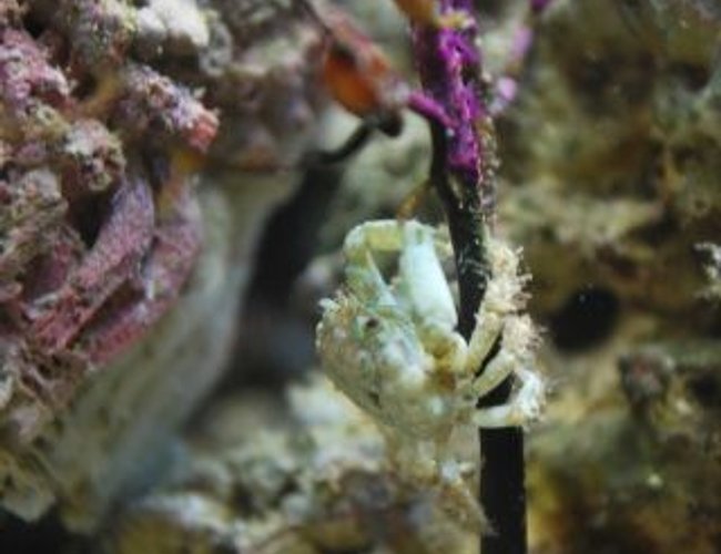 corals inverts - mithrax sculptus - emerald crab stocking in 60 gallons tank - The littlest emerald crab crawling up the fan coral corals inverts - mithrax sculptus - emerald crab stocking in 60 gallons tank - The littlest emerald crab crawling up the fan coral