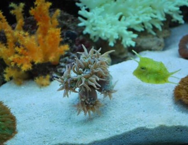 corals inverts - duncanopsammia axifuga - giant green polyp duncan stocking in 60 gallons tank - Unfortunately our cow fish like our duncan heads corals inverts - duncanopsammia axifuga - giant green polyp duncan stocking in 60 gallons tank - Unfortunately our cow fish like our duncan heads