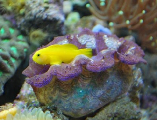 corals inverts - tridacna crocea - crocea clam stocking in 60 gallons tank - Hanging out in the clam
(IF YOU DO NOT LIKE OUR PICTURES THEN YOU DO NOT HAVE TO LOOK AT THEM, BUT VOTING 0 IS VERY NEGATIVE ON YOUR PART) PLEASE JUST MOVE ON - THANKS!!!! corals inverts - tridacna crocea - crocea clam stocking in 60 gallons tank - Hanging out in the clam
(IF YOU DO NOT LIKE OUR PICTURES THEN YOU DO NOT HAVE TO LOOK AT THEM, BUT VOTING 0 IS VERY NEGATIVE ON YOUR PART) PLEASE JUST MOVE ON - THANKS!!!!