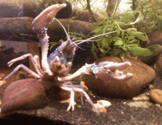 corals inverts - camposcia retusa - spider decorator crab stocking in 55 gallons tank - you wanna fuck with me??? corals inverts - camposcia retusa - spider decorator crab stocking in 55 gallons tank - you wanna fuck with me???