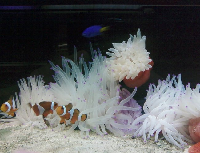 corals inverts - condylactis gigantea - condy anemone stocking in 80 gallons tank - cody clowns corals inverts - condylactis gigantea - condy anemone stocking in 80 gallons tank - cody clowns