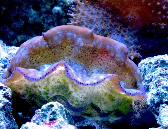 corals inverts - tridacna maxima - maxima clam stocking in 90 gallons tank - Clam corals inverts - tridacna maxima - maxima clam stocking in 90 gallons tank - Clam