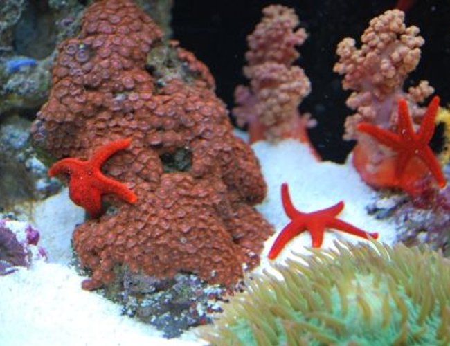 corals inverts - fromia sp. - red fromia starfish stocking in 60 gallons tank - New red zoos (IF YOU DO NOT LIKE OUR PICTURES THEN YOU DO NOT HAVE TO LOOK AT THEM, BUT VOTING 0 IS VERY NEGATIVE ON YOUR PART) PLEASE JUST MOVE ON - THANKS!!!! corals inverts - fromia sp. - red fromia starfish stocking in 60 gallons tank - New red zoos (IF YOU DO NOT LIKE OUR PICTURES THEN YOU DO NOT HAVE TO LOOK AT THEM, BUT VOTING 0 IS VERY NEGATIVE ON YOUR PART) PLEASE JUST MOVE ON - THANKS!!!!