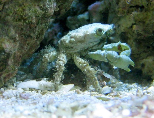 corals inverts - mithrax sculptus - emerald crab stocking in 90 gallons tank - Emerald Crab corals inverts - mithrax sculptus - emerald crab stocking in 90 gallons tank - Emerald Crab
