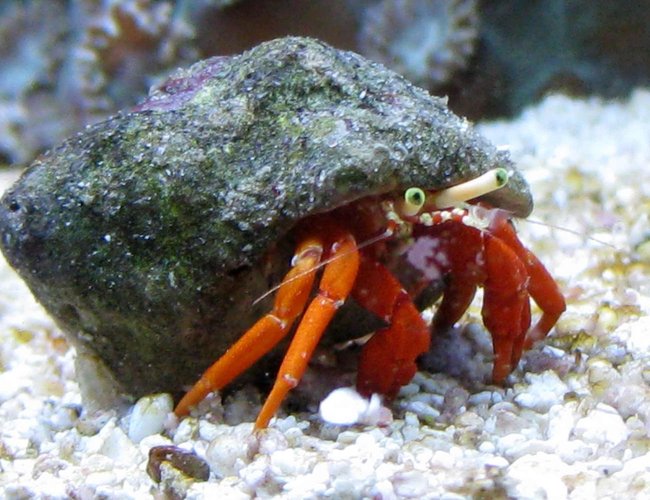 corals inverts - paguristes cadenati - scarlet reef hermit crab stocking in 90 gallons tank - Hermit Crab corals inverts - paguristes cadenati - scarlet reef hermit crab stocking in 90 gallons tank - Hermit Crab