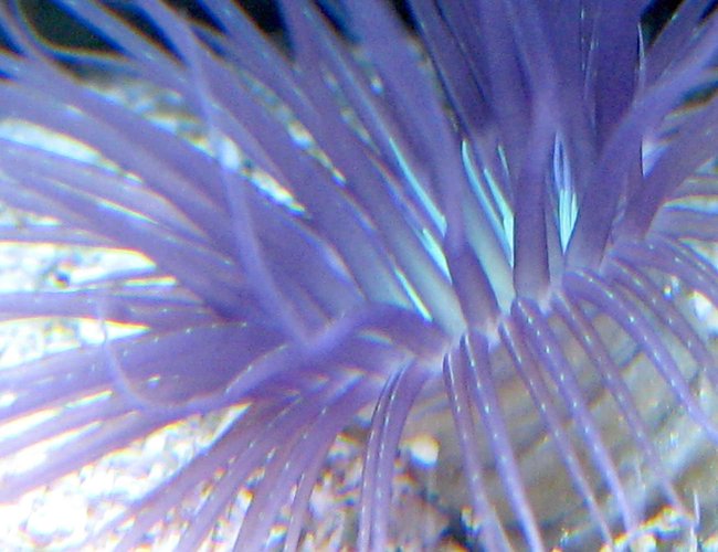 corals inverts - cerianthus membranacea - tube anemone stocking in 90 gallons tank - Purple tube anenome corals inverts - cerianthus membranacea - tube anemone stocking in 90 gallons tank - Purple tube anenome