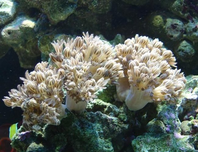 corals inverts - xenia elongata - silver branch pumping xenia stocking in 75 gallons tank - Pulsing Xenia corals inverts - xenia elongata - silver branch pumping xenia stocking in 75 gallons tank - Pulsing Xenia