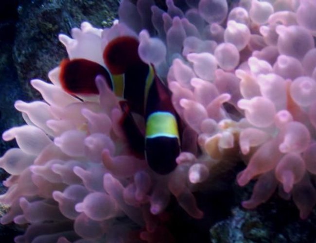 corals inverts - entacmaea quadricolor - rose bulb anemone stocking in 75 gallons tank - Yellow Stripe Maroon Clown and Rose BTA corals inverts - entacmaea quadricolor - rose bulb anemone stocking in 75 gallons tank - Yellow Stripe Maroon Clown and Rose BTA
