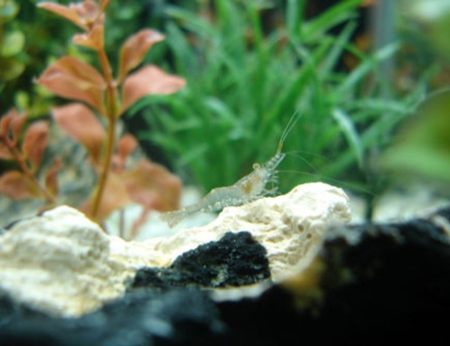 corals inverts - paleomonetes sp. - ghost shrimp stocking in 55 gallons tank - Truly, the ghost shrimp is king of all he surveys... corals inverts - paleomonetes sp. - ghost shrimp stocking in 55 gallons tank - Truly, the ghost shrimp is king of all he surveys...
