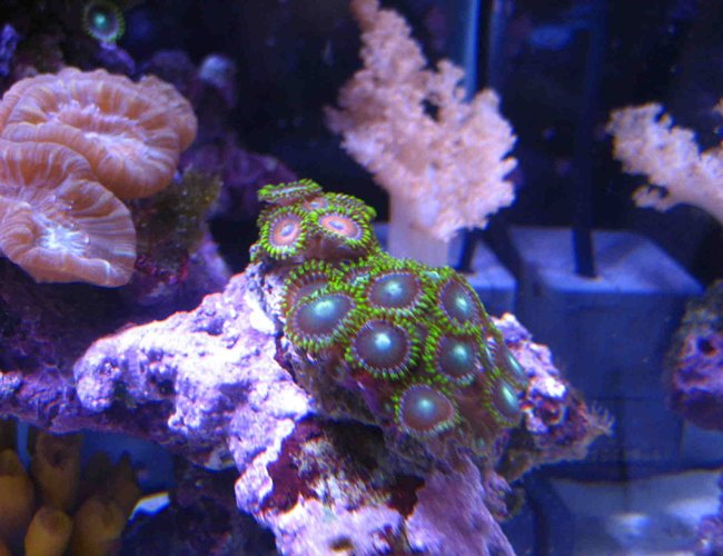 corals inverts - caulastrea furcata - candy cane coral stocking in 75 gallons tank - Zoanthids frags, candycan and colt coral in the back. corals inverts - caulastrea furcata - candy cane coral stocking in 75 gallons tank - Zoanthids frags, candycan and colt coral in the back.