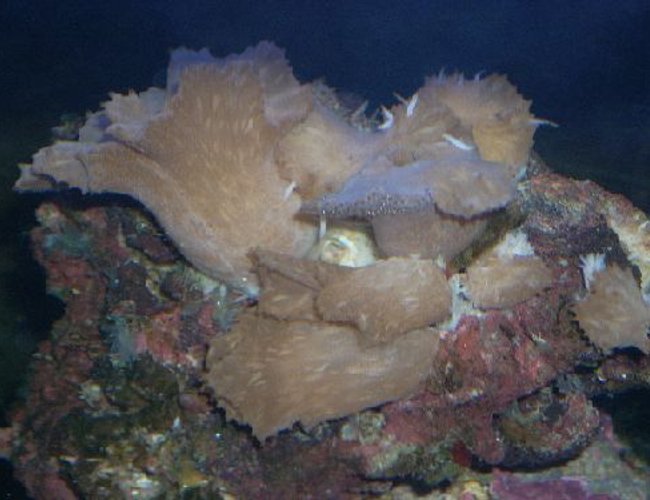 corals inverts - rhodactis sp. - lavender mushroom stocking in 12 gallons tank - My Lavander coral-- corals inverts - rhodactis sp. - lavender mushroom stocking in 12 gallons tank - My Lavander coral--