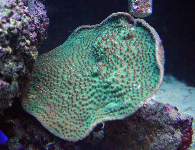 corals inverts - turbinaria peltata - cup coral, pagoda stocking in 75 gallons tank - Green Pagoda Cup corals inverts - turbinaria peltata - cup coral, pagoda stocking in 75 gallons tank - Green Pagoda Cup