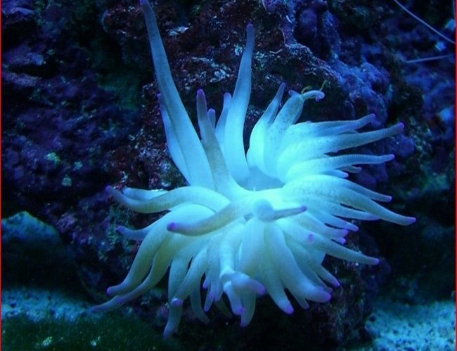 corals inverts - condylactis gigantea - condy anemone stocking in 50 gallons tank - anemone corals inverts - condylactis gigantea - condy anemone stocking in 50 gallons tank - anemone