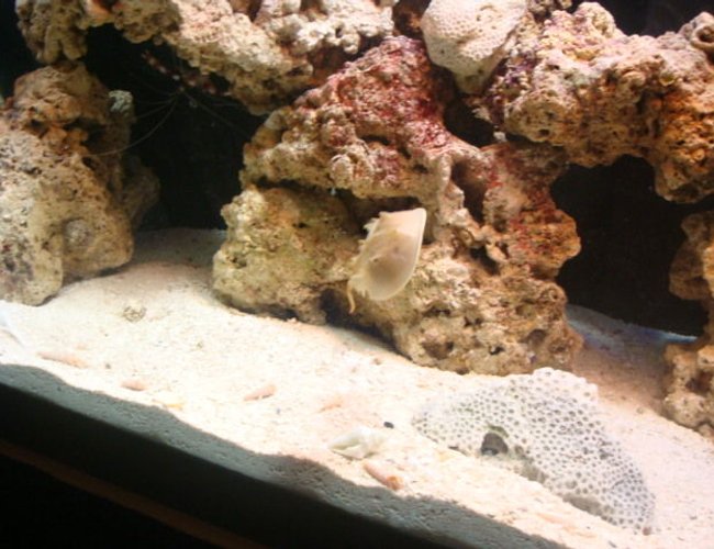 corals inverts - limulus polyphemus - horseshoe crab stocking in 29 gallons tank - sorta looks like hes flying corals inverts - limulus polyphemus - horseshoe crab stocking in 29 gallons tank - sorta looks like hes flying