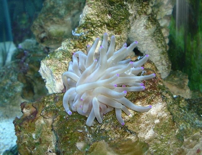 corals inverts - condylactis sp. - haitian reef anemone stocking in 55 gallons tank - purple tip anemony i no longer have corals inverts - condylactis sp. - haitian reef anemone stocking in 55 gallons tank - purple tip anemony i no longer have