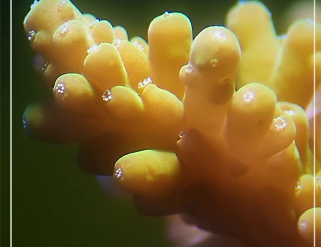 corals inverts - acropora chesterfieldensis - chesterfieldensis acropora coral stocking in 150 gallons tank - a sps frag corals inverts - acropora chesterfieldensis - chesterfieldensis acropora coral stocking in 150 gallons tank - a sps frag