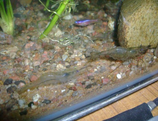 corals inverts - paleomonetes sp. - ghost shrimp stocking in 50 gallons tank - ghost shrimp male and female... corals inverts - paleomonetes sp. - ghost shrimp stocking in 50 gallons tank - ghost shrimp male and female...