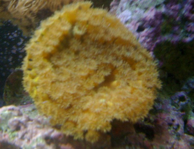 corals inverts - turbinaria peltata - cup coral, pagoda stocking in 120 gallons tank - pagoda cup 5 in circle corals inverts - turbinaria peltata - cup coral, pagoda stocking in 120 gallons tank - pagoda cup 5 in circle