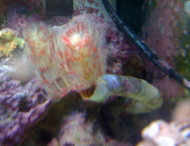 corals inverts - protula bispiralis - hard tube coco worm stocking in 120 gallons tank - coco worm corals inverts - protula bispiralis - hard tube coco worm stocking in 120 gallons tank - coco worm